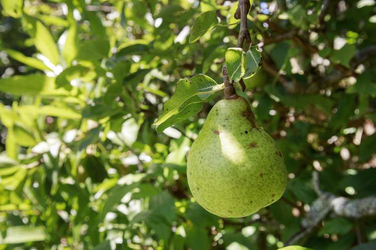 18 Rossiter Street Tawa_17