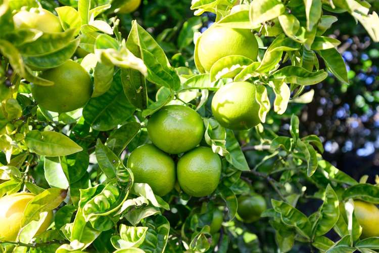 6 Flower Street Bulls_9