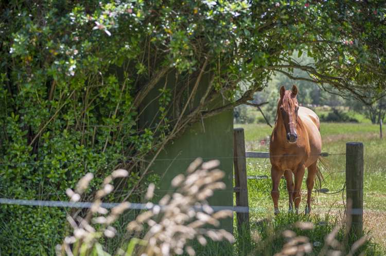 1217 Whangaripo Valley Road Whangaripo_34