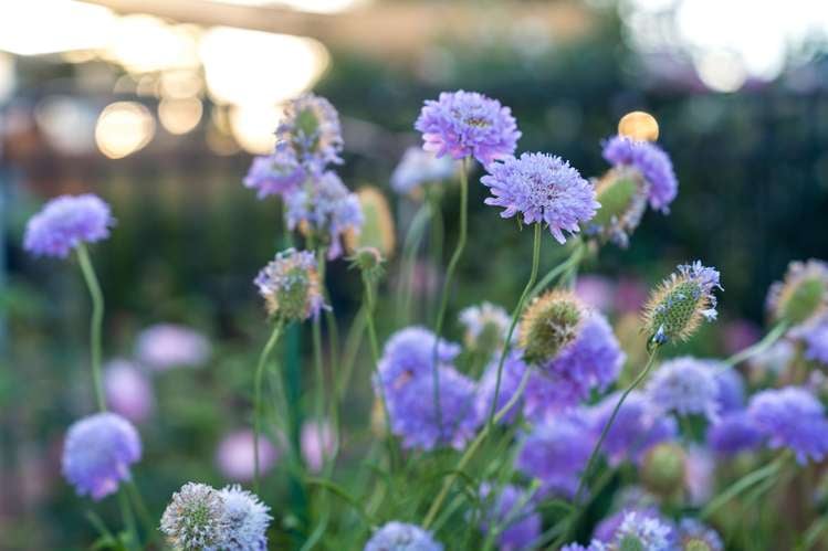 38a Pokapu Street Titirangi_39