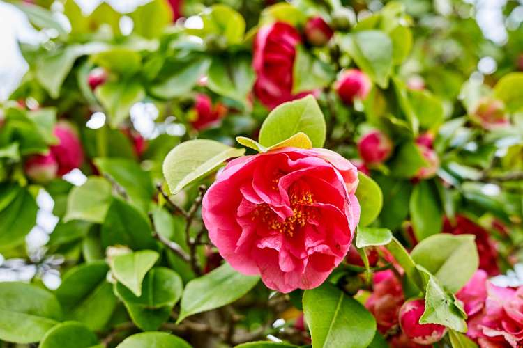 185 Taita Drive Avalon_14