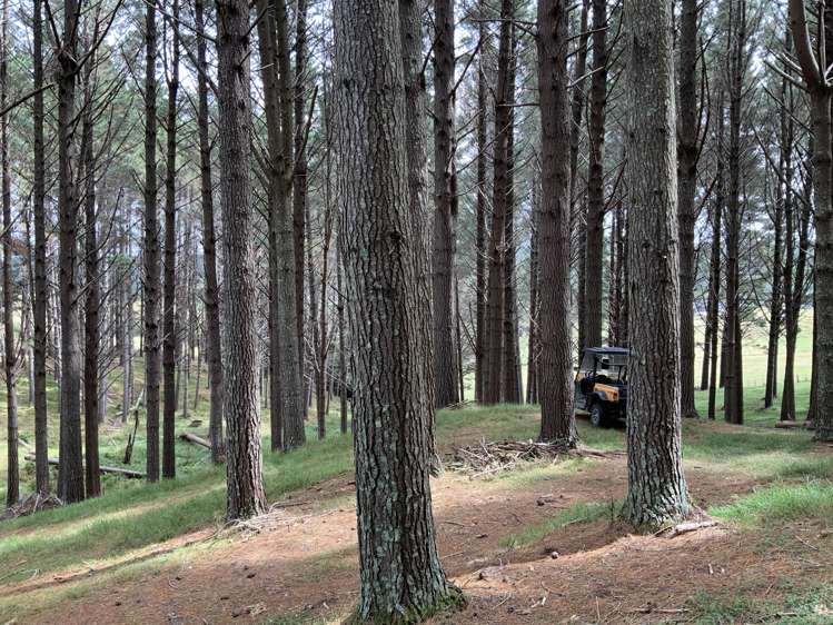 436 Burnside Road Makarau_19