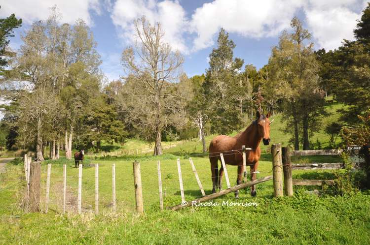 726 Paparoa Station Road Maungaturoto_64