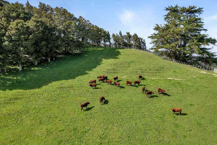 387 O'Carroll Road Maungakaramea_5