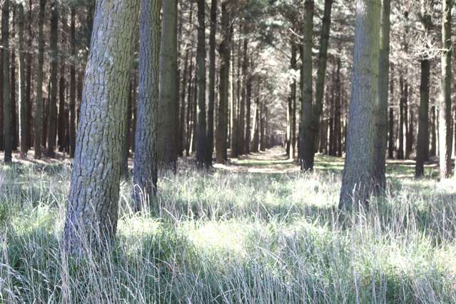 Headworks Road Rakaia_4