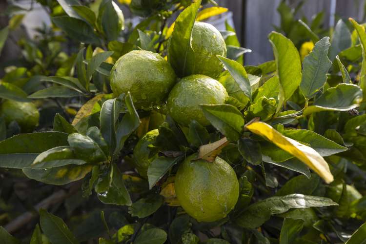 32 Havelock Street Renwick_27