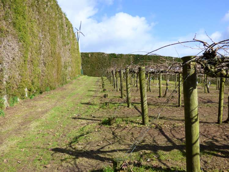 1335a No 3 Road Te Puke_14