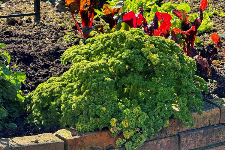 2/22 Cornwall Park Avenue Epsom_15