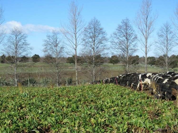 1248 Peel Forest Road Mesopotamia_10