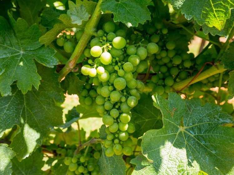 202 Old Renwick Road Springlands_14