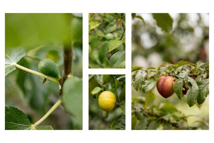 18 Moira Close Welcome Bay_22