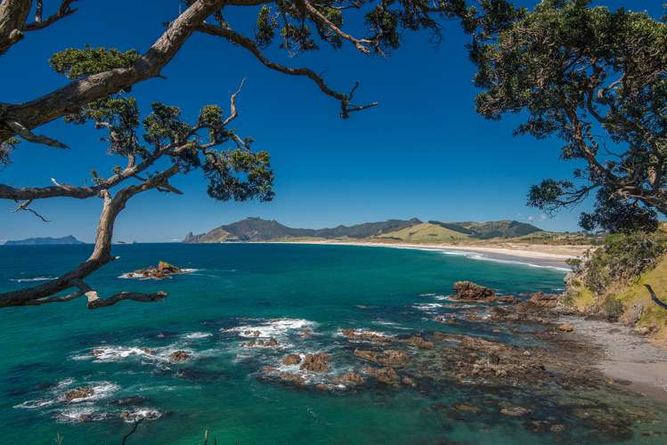 Kauri Mountain Road Whangarei_2