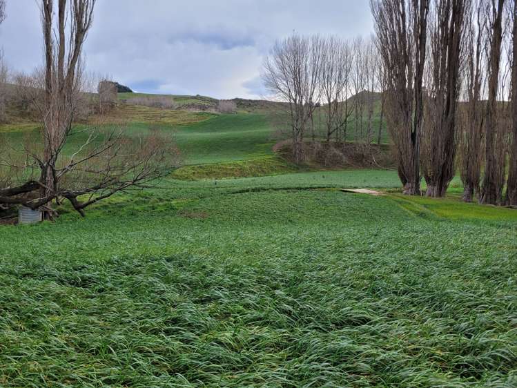 246 Tokarahi-Ngapara Road Five Forks and Surrounds_6