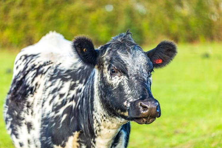 210b Clarks Beach Road Clarks Beach_31