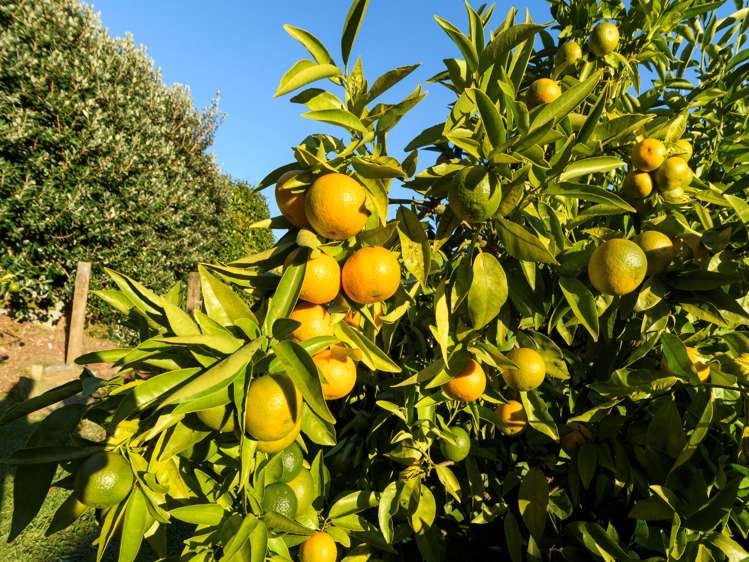 7 Esme Place Matua_24