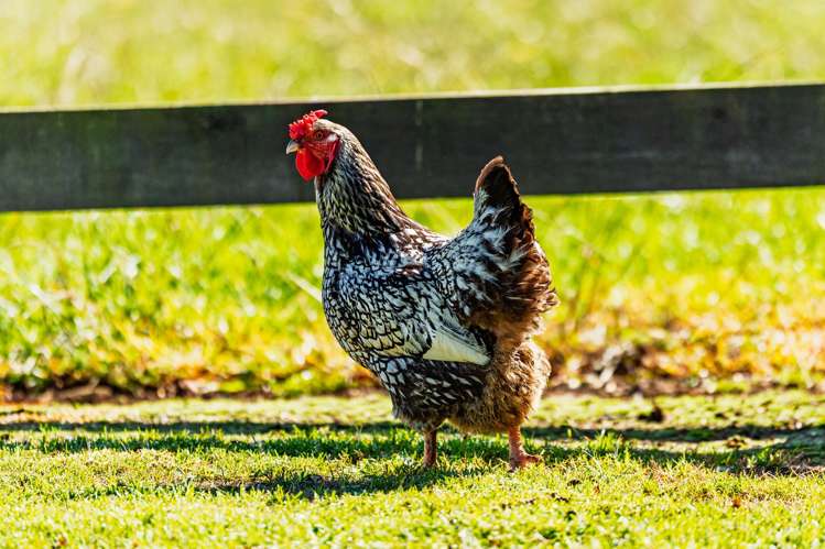 262A Waimate North Road Kerikeri_28