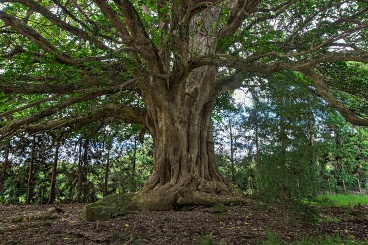 662A Ngunguru Road Glenbervie_3