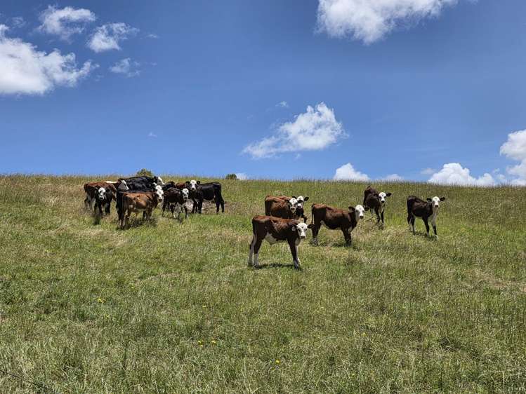 Mount Wesley Coast Road Dargaville_6