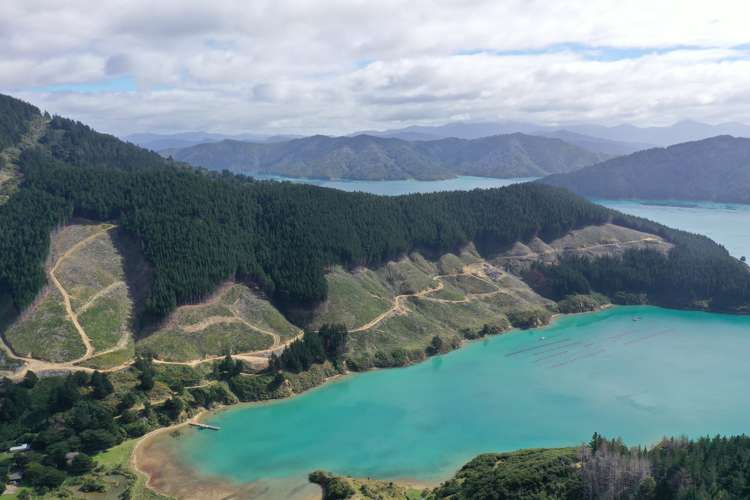 Queen Charlotte Forest, Onapua Bay Marlborough Sounds_22