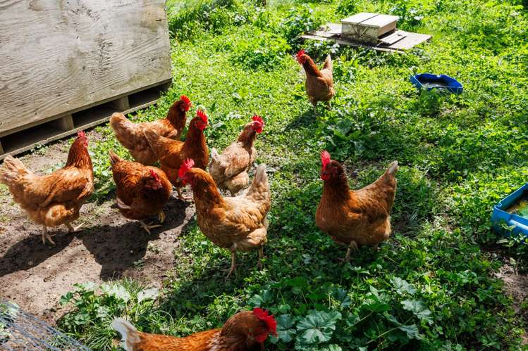 1331 Rongotea Road Kairanga_19