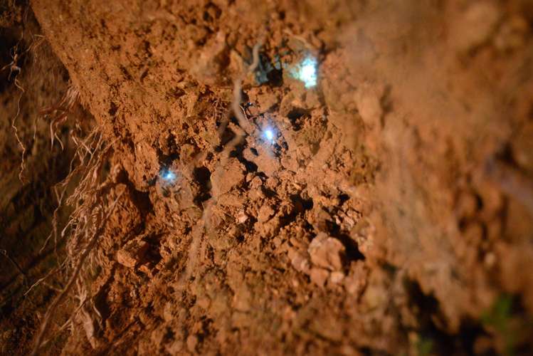 726d Ngunguru Ford Road Kiripaka_20