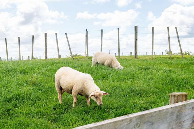 415 Waikokowai Road Huntly_26