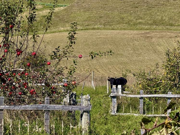 407 Elephant Hill Road Waimate_31