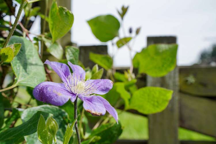 72 Millton Park Road Mill Road_40