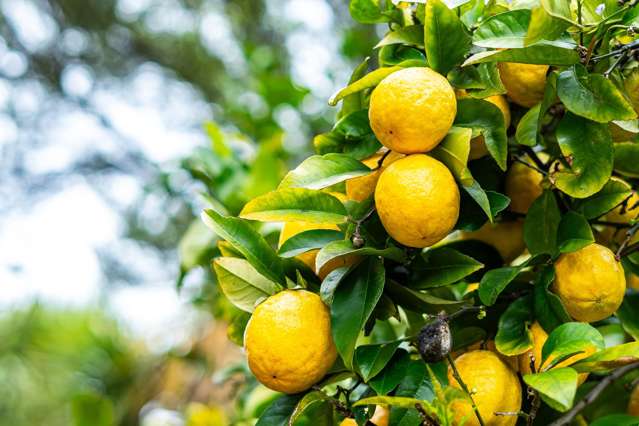 8 Botany Lane Whitby_1