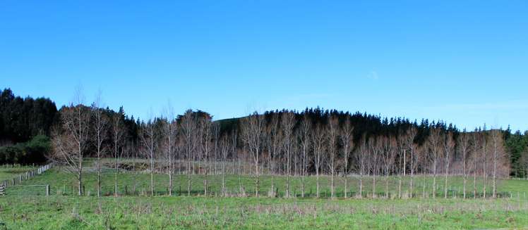 85 School Road Rangitikei Surrounds_9