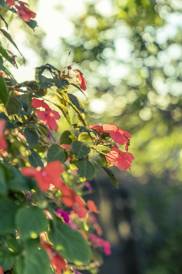 13 View Ridge Drive Ranui_35