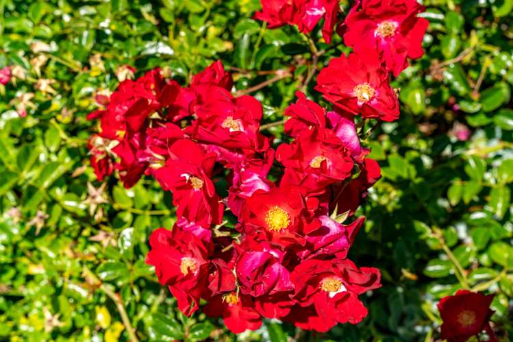 32 Kingsford Drive Stoke_23