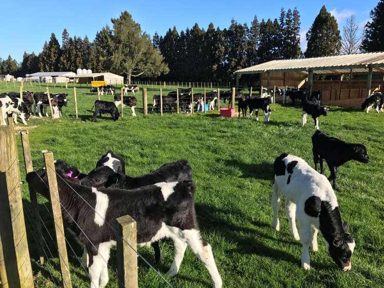 1128d Omanawa Road Kaimai_9