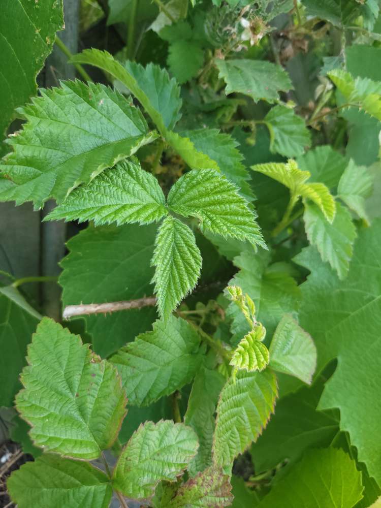 17 Hakanoa Street Huntly_37