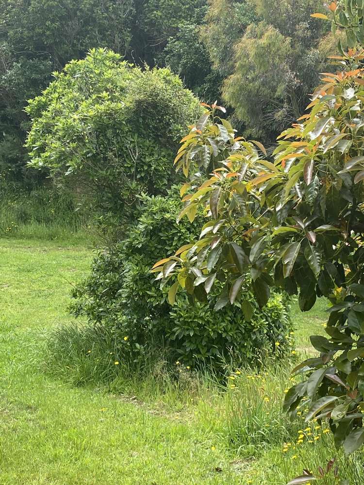 167 Wilson Road Kakaramea_15