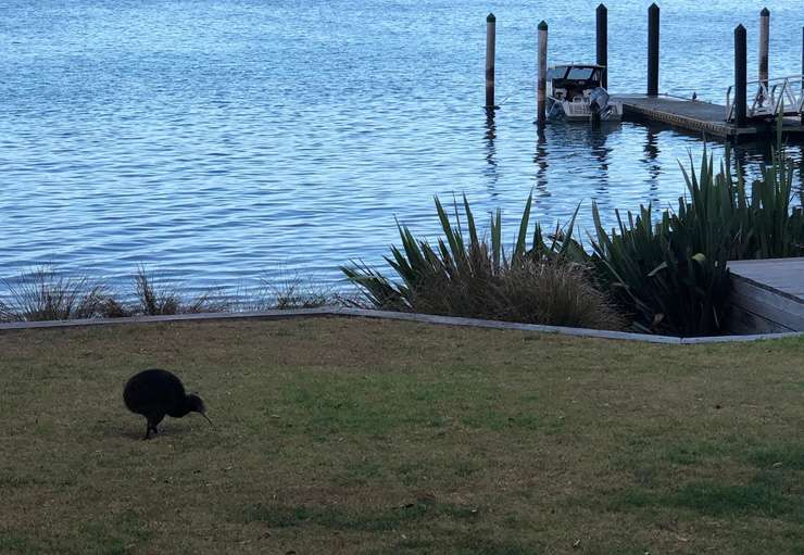 1 Roberton-Motuarohia Island, Russell, Far North, is a 6464sqm estate in the Bay of Islands. Photo / Supplied