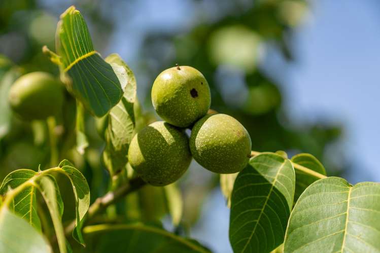 8 Hawkins Drive Martinborough_19