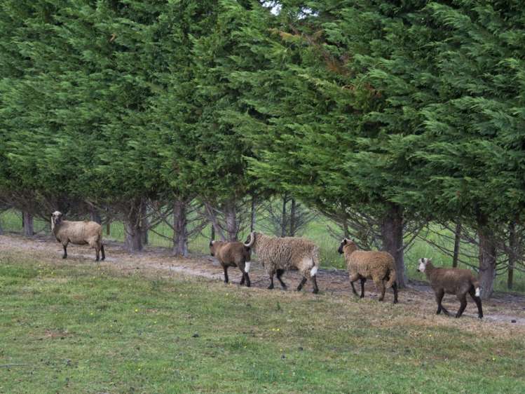 300 Clevedon Kawakawa Road Clevedon_11