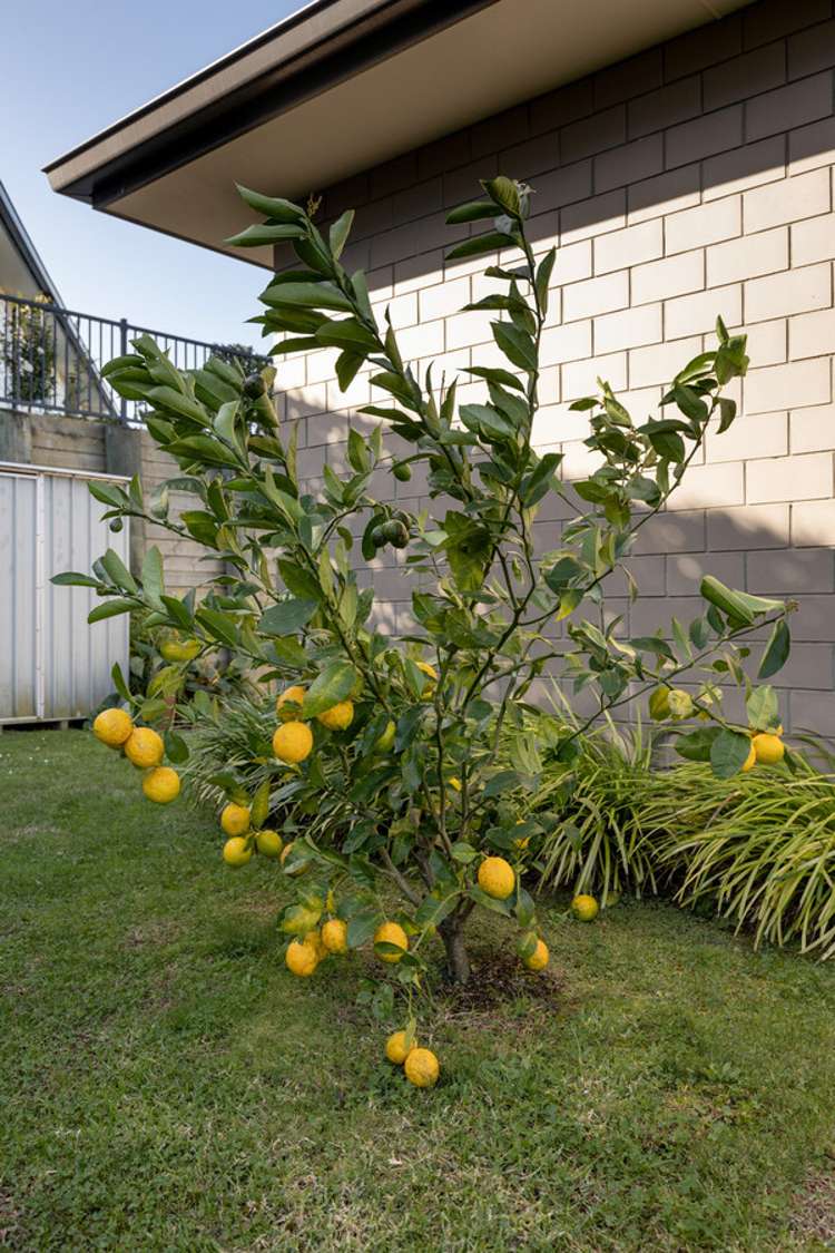 34/4 Greystone Place Omokoroa_5