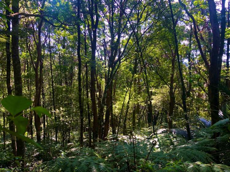 77 Shetland Street Glen Eden_23