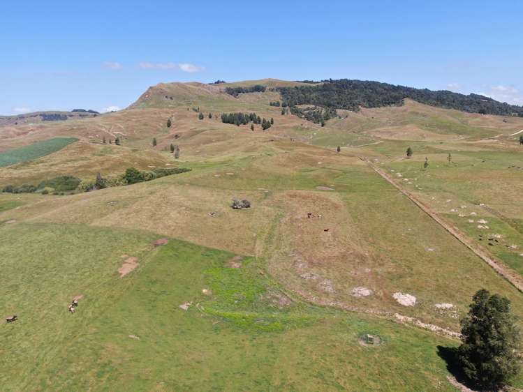 Kahuwera Road Piopio_13