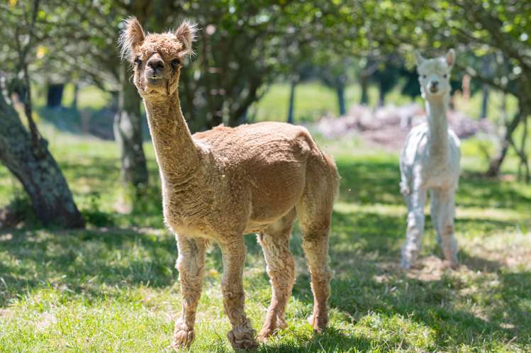 266 Onehunga Road Bay View_23