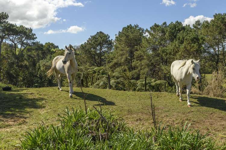 452 Poripori Road Kaimai_29