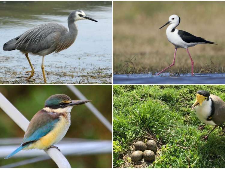 1909 South Eyre Road West Eyreton_16