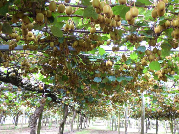 1335a No 3 Road Te Puke_6