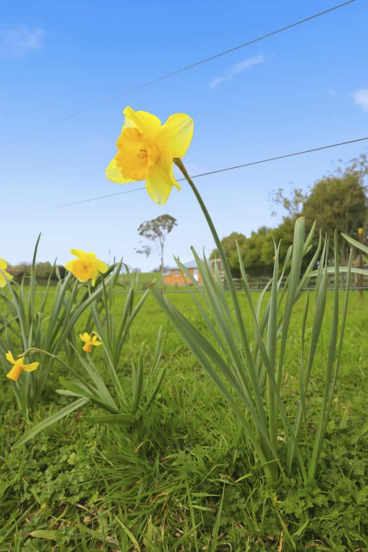 36B Kio Kio Station Road Otorohanga_13