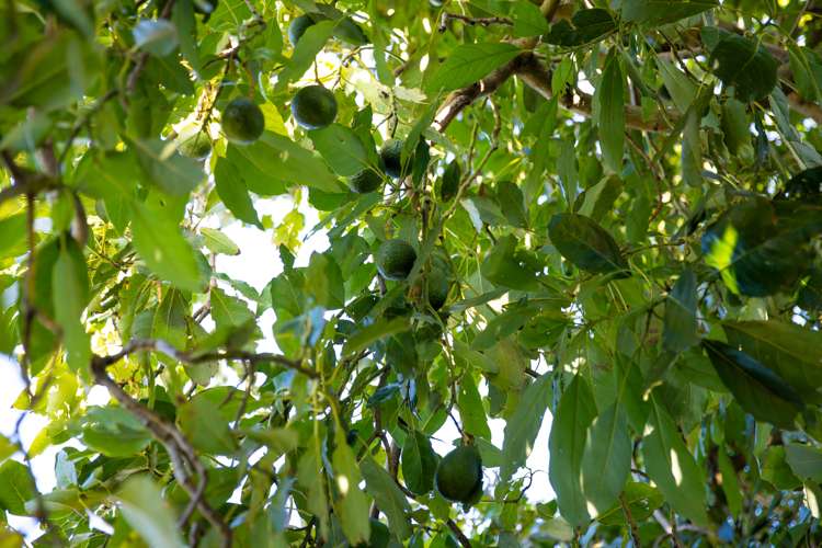 1006 Glenhope Street Mahora_23