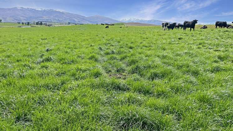 51 Saint Bathans Loop Road Becks_12