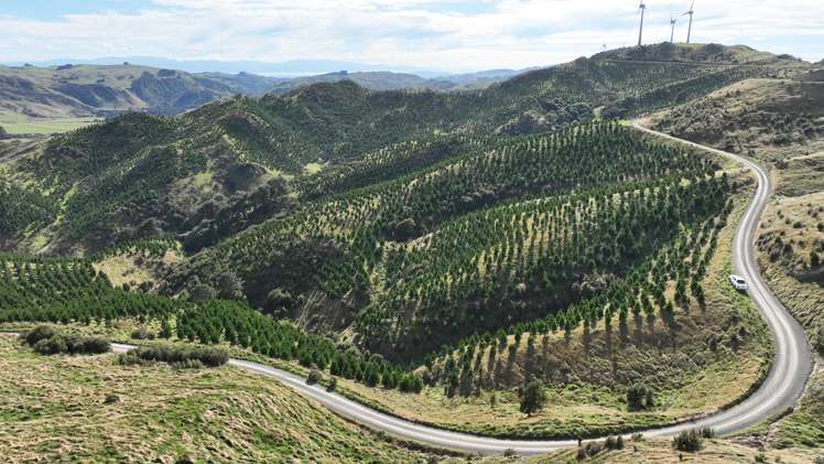 Paruwai Road Ruakokoputuna_3