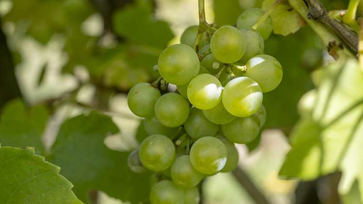 83 Boundary Road Upper Plain_10